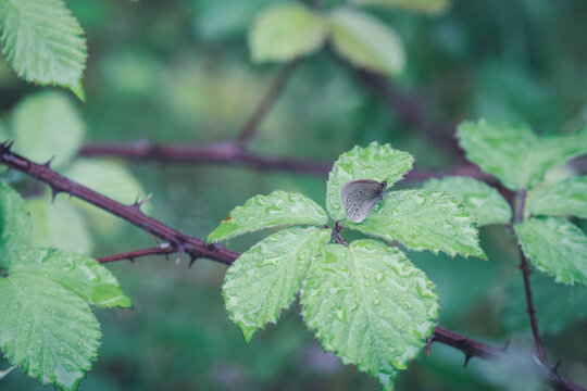 B&oslash;t&oslash; Nature Park Forest &ndash; Lush Woodland Landscape in Denmark