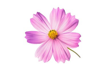 Obraz premium Pink cosmos flower isolate white background with clipping-path. 