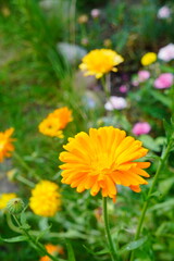 Orange Calendula Flowers in a Garden