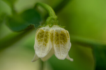 Macro close up of pepper flower bloom with stamens and petals, detailed botanical view of capsicum...