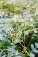 Green Seed Pods of a Wild Geranium Plant