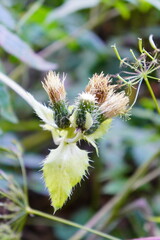 Wild Thistle Plant with Spiky Leaves