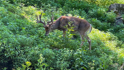 white tail deer in the woods