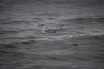 White tern floating in sea water