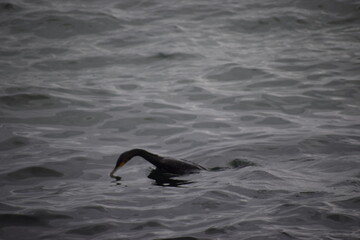 Fototapeta premium Cormorant diving underwater for fish