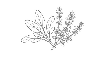 Fresh Aromatic Culinary Herbs Bouquet Line Art Illustration on Isolated White Background