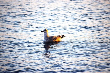 Silver Gull close-up on sea water
