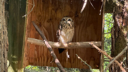 injured owl in recovery
