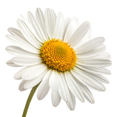 daisy isolated on white background