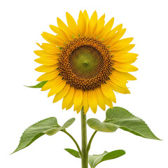 Fototapeta premium Bright yellow sunflower facing forward with green leaves against a transparent background