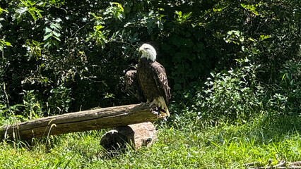 eagle on a log
