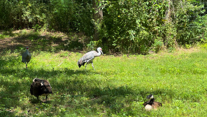sandhill crane and canadian geese