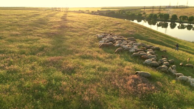 Drone high angle shot of shepherd guiding sheep and goats grazing on grassy hillside pasture near peaceful lake in rural farmland

