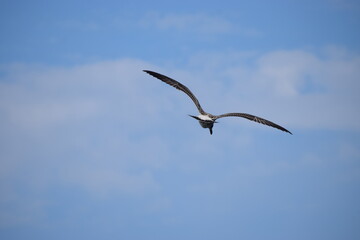 Silver gull close up flying against blue sky