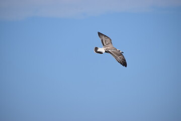 Silver gull close up flying against blue sky
