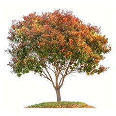 Fototapeta premium Vibrant autumn tree on hill