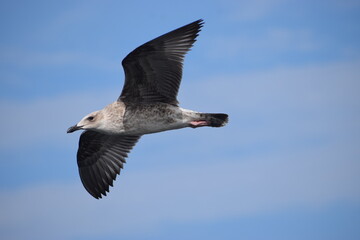 Silver gull close up flying against blue sky