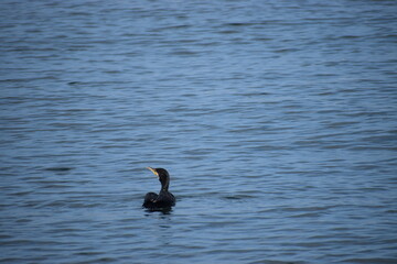 Cormorant in sea water close up