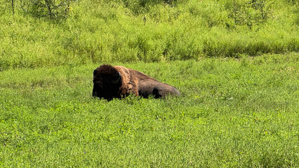 bison in Nebraska 