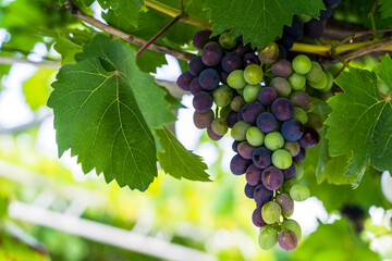 Dark Red Wine Grapes on Vineyard Vine