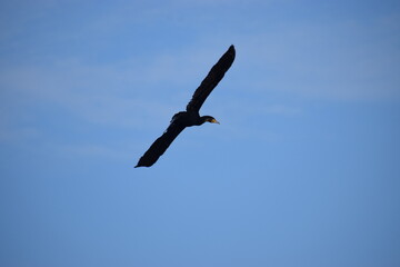 Cormorant flying in blue sky