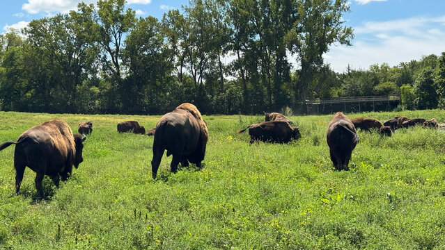 bison herd - Powered by Adobe