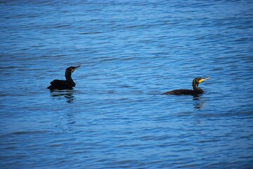 Two cormorants in the sea water