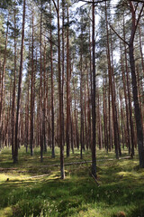 Obraz premium Sunlit coniferous forest with moss-covered ground, fairytale woodland landscape