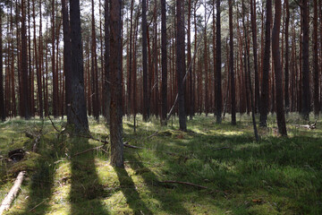Fototapeta premium Sunlit coniferous forest with moss-covered ground, fairytale woodland landscape