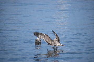 Close up of medium gull flying above the water