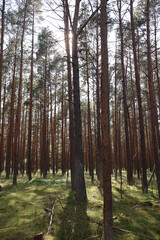 Obraz premium Sunlit coniferous forest with moss-covered ground, fairytale woodland landscape