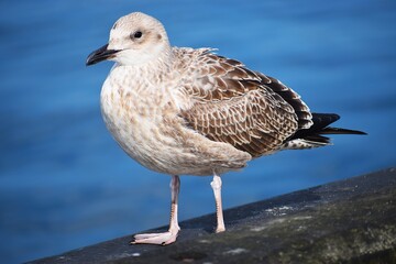 Close up of silver gull on natural background