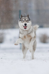 Siberian husky runs in winter