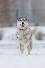 Siberian husky runs in winter