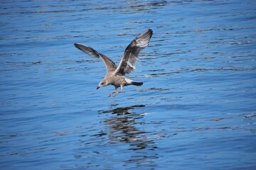 Close up of medium gull flying above the water