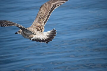 Close up of medium gull flying above the water