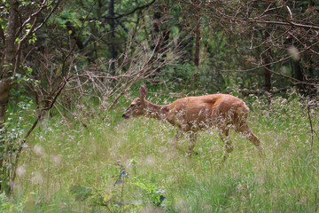Deer walking through tall grass at forest edge, wildlife in natural habitat