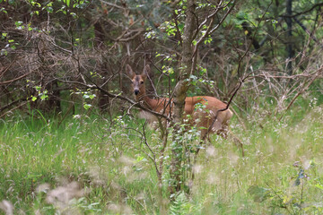 Deer walking through tall grass at forest edge, wildlife in natural habitat