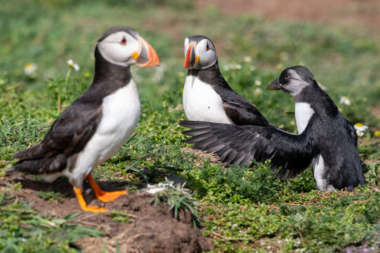 Puffling looks out from burrow and spreads wings under the watchful gaze of adult puffin birds
