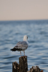Seagull standing on old rotten wooden post by the sea, coastal seabird wildlife