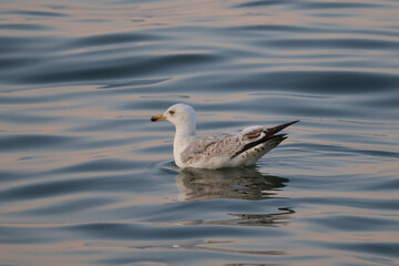 Seagull floating on sea water with evening sun reflection, coastal wildlife bird at sunset
