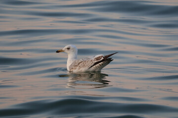 Seagull floating on sea water with evening sun reflection, coastal wildlife bird at sunset