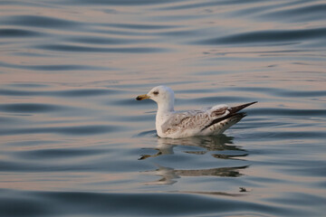Seagull floating on sea water with evening sun reflection, coastal wildlife bird at sunset