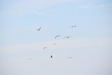Several seagulls flying against a cloudy sky