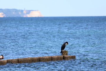 Cormorant sitting on wooden pier by the sea, Phalacrocorax carbo seabird wildlife