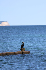 Cormorant sitting on wooden pier by the sea, Phalacrocorax carbo seabird wildlife