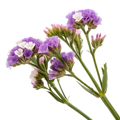 Fototapeta premium violet flowers isolated on white background