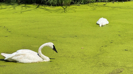 swans in a pond