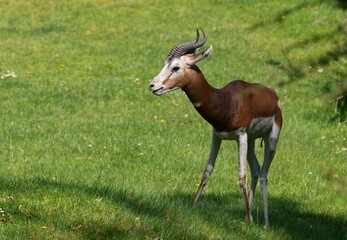 mhorr gazelle