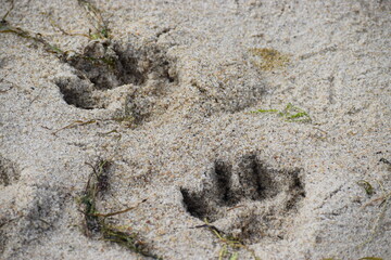 Dog footprints in the sea sand close up